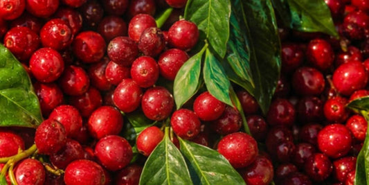 Cerejas do café maduras e vermelhas com folhas verdes — a fruta do café que dá origem à energia natural da ORIGEM